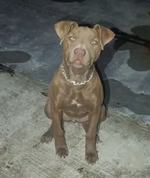 پیتبول،پیت بول|سگ|مشهد, شهید معقول|دیوار