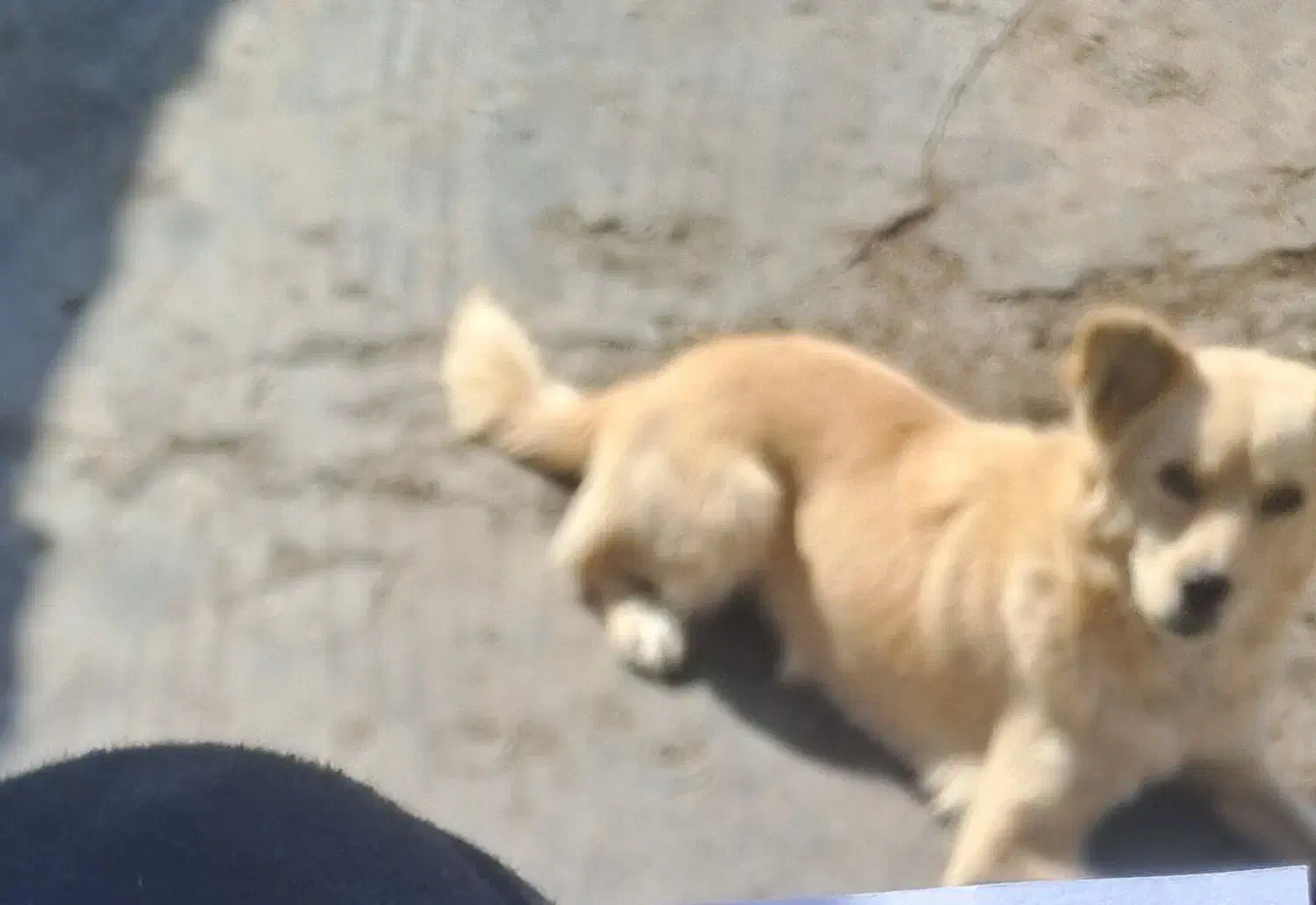 سگ پا کوتاه|سگ|مهاجران, |دیوار