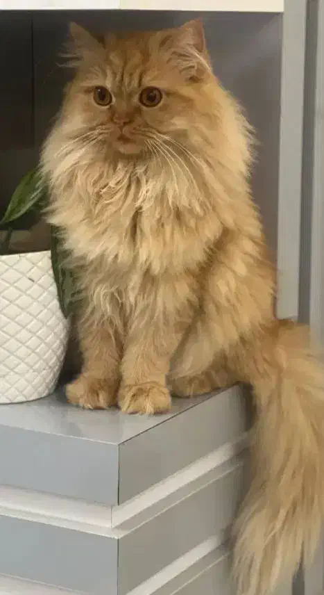 واگذاری گربه پرشین|گربه|مهاباد (آذربایجان غربی), |دیوار