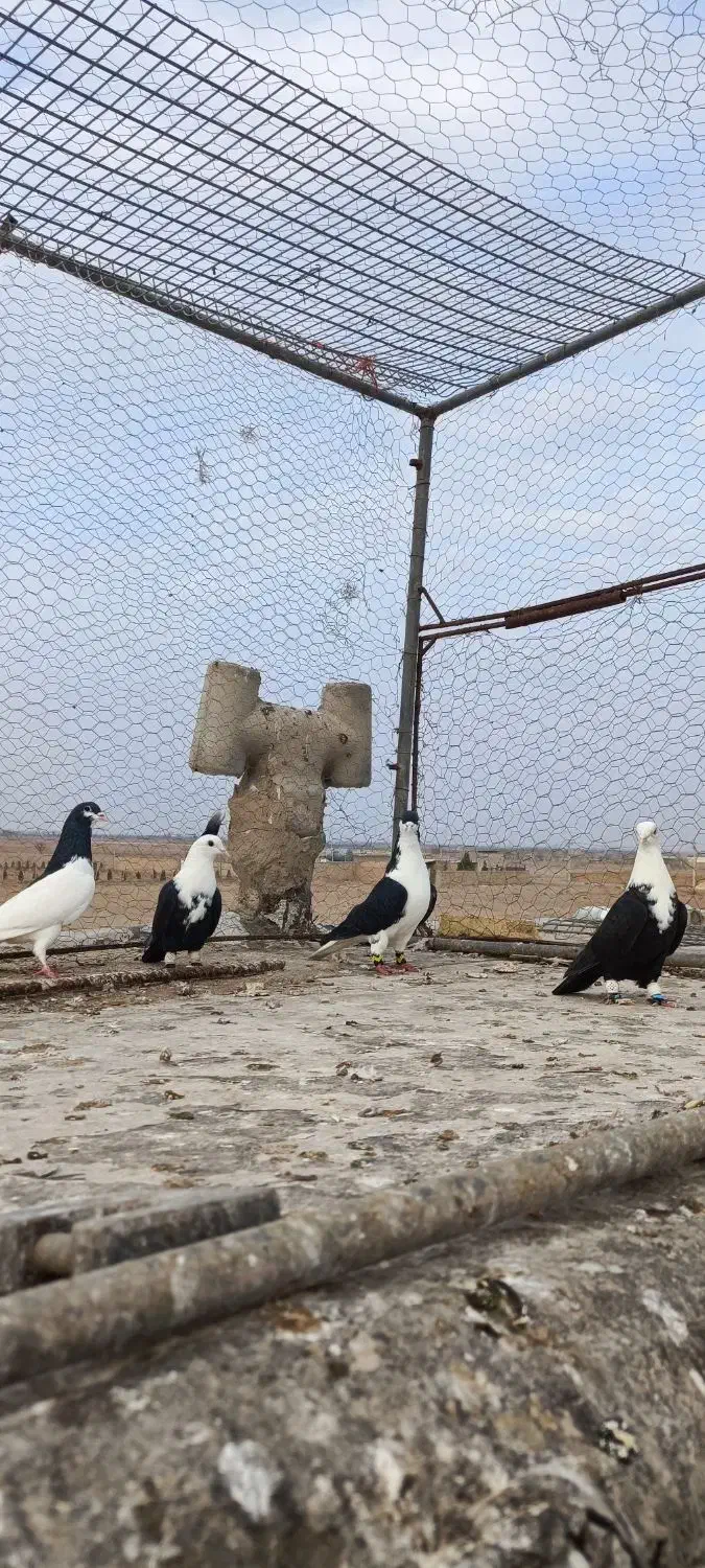 کبوتر|پرنده|دشتابی, |دیوار