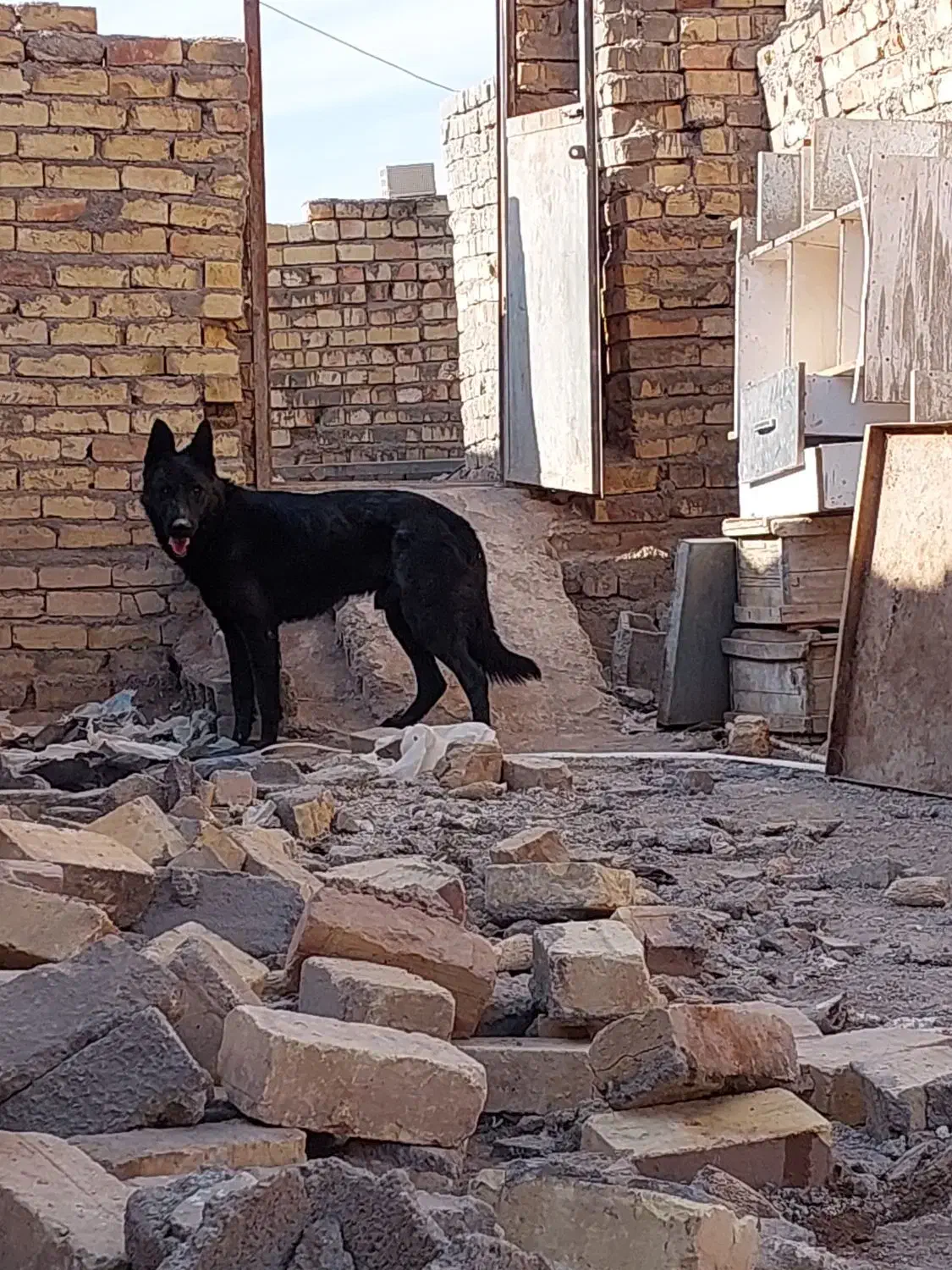 ژرمن بلک نر.|سگ|قزوین, |دیوار