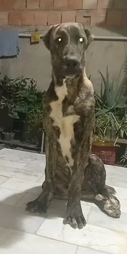 فریاد توله ۵ ماهه بچه غول خراسانی|سگ|تهران, زعفرانیه|دیوار