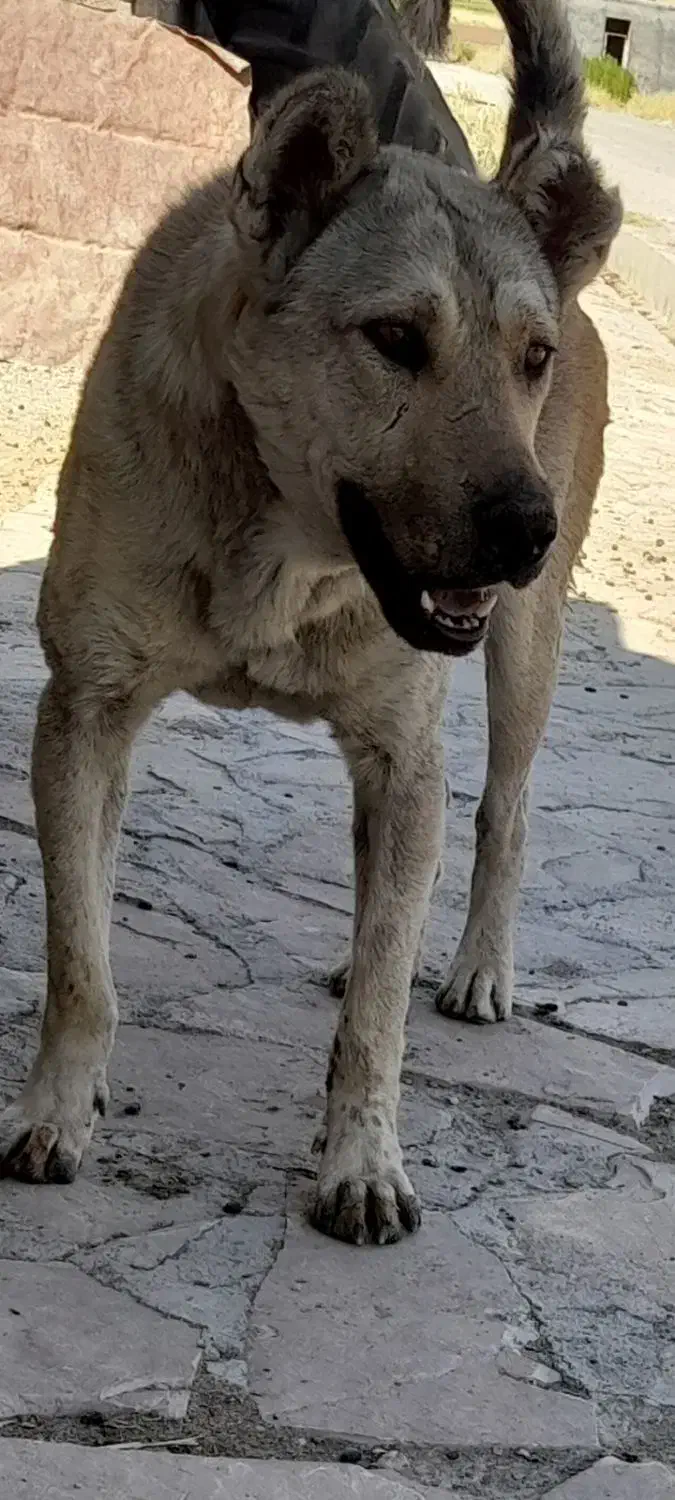 سگ گمشده|سگ|ماهیدشت, |دیوار