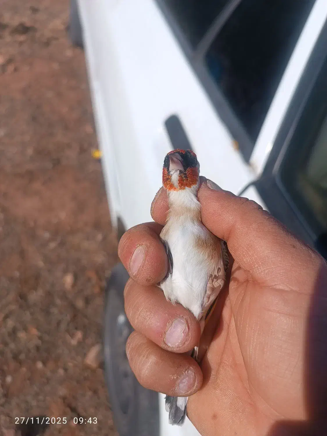 سهره پاییزه|پرنده|بروجرد, |دیوار