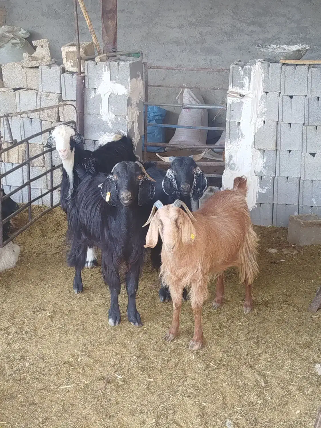 بز چبش|حیوانات مزرعه|مرودشت, رودبال|دیوار