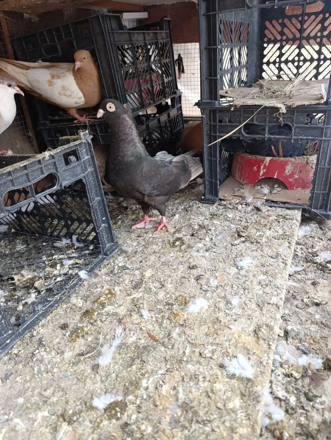 صرب درجه یک|پرنده|خرمشهر, |دیوار