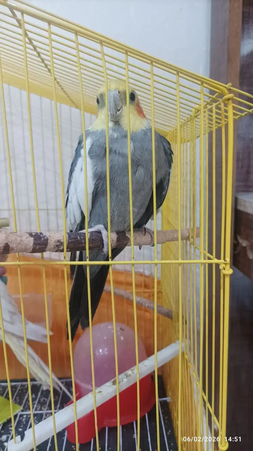 عروس هلندی یک جفت|پرنده|مشگین شهر, |دیوار