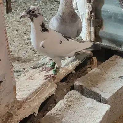 پرنده|پرنده|دماوند, گیلاوند|دیوار