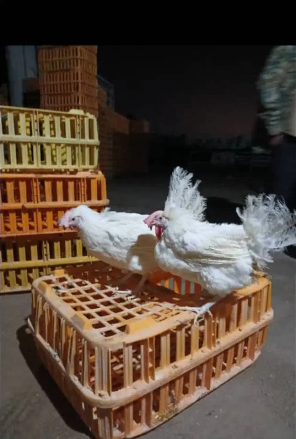 مرغ سفید|حیوانات مزرعه|بهبهان, |دیوار