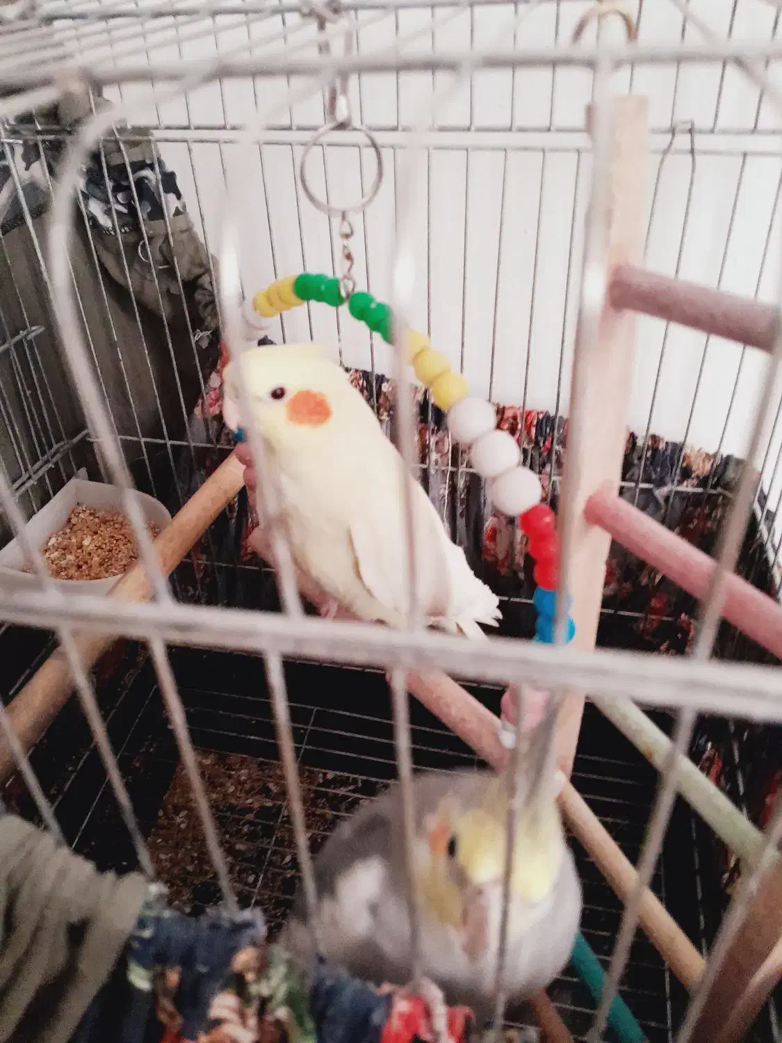 عروس هلندی جفت|پرنده|ری, بازار آهن|دیوار