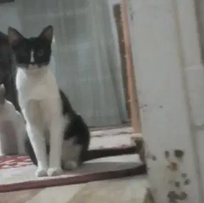 گربه گمشده در صالح آباد.  مژدگانی دریافت کنید|گربه|سبزوار, صالح آباد|دیوار