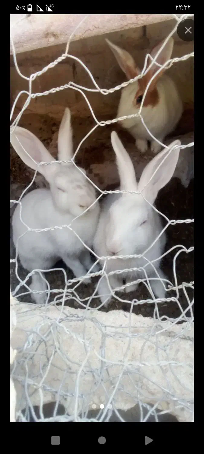 خرگوش سفید چشم قوقی|موش و خرگوش|زهک, |دیوار