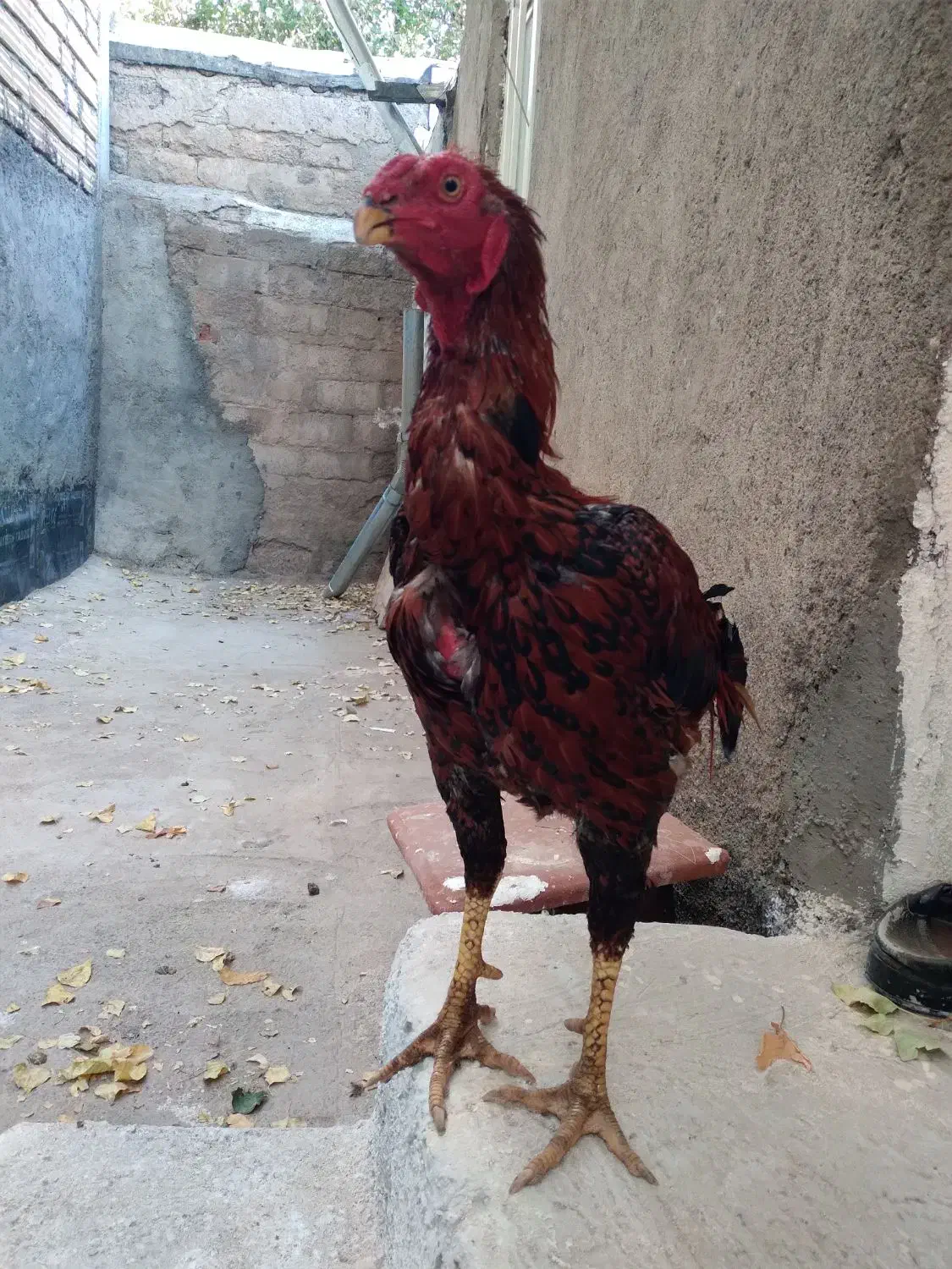 یک عدد خروس زیبا..یک عدد خروس لاری|حیوانات مزرعه|خلخال, |دیوار