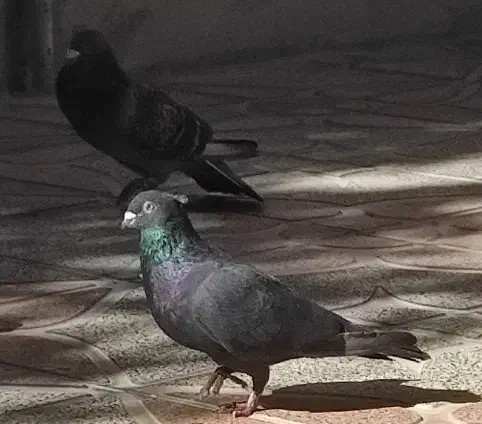 کبوتر|پرنده|یاسوج, |دیوار