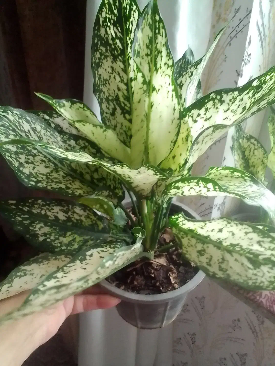 گل و گیاه|گل و گیاه طبیعی|تالش, هشتپر|دیوار