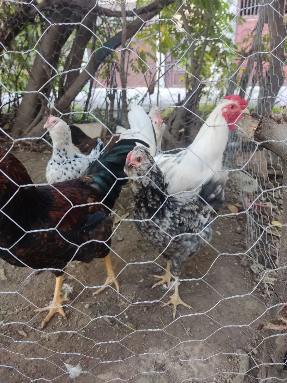 تخم مرغ گلین|حیوانات مزرعه|مینودشت, |دیوار