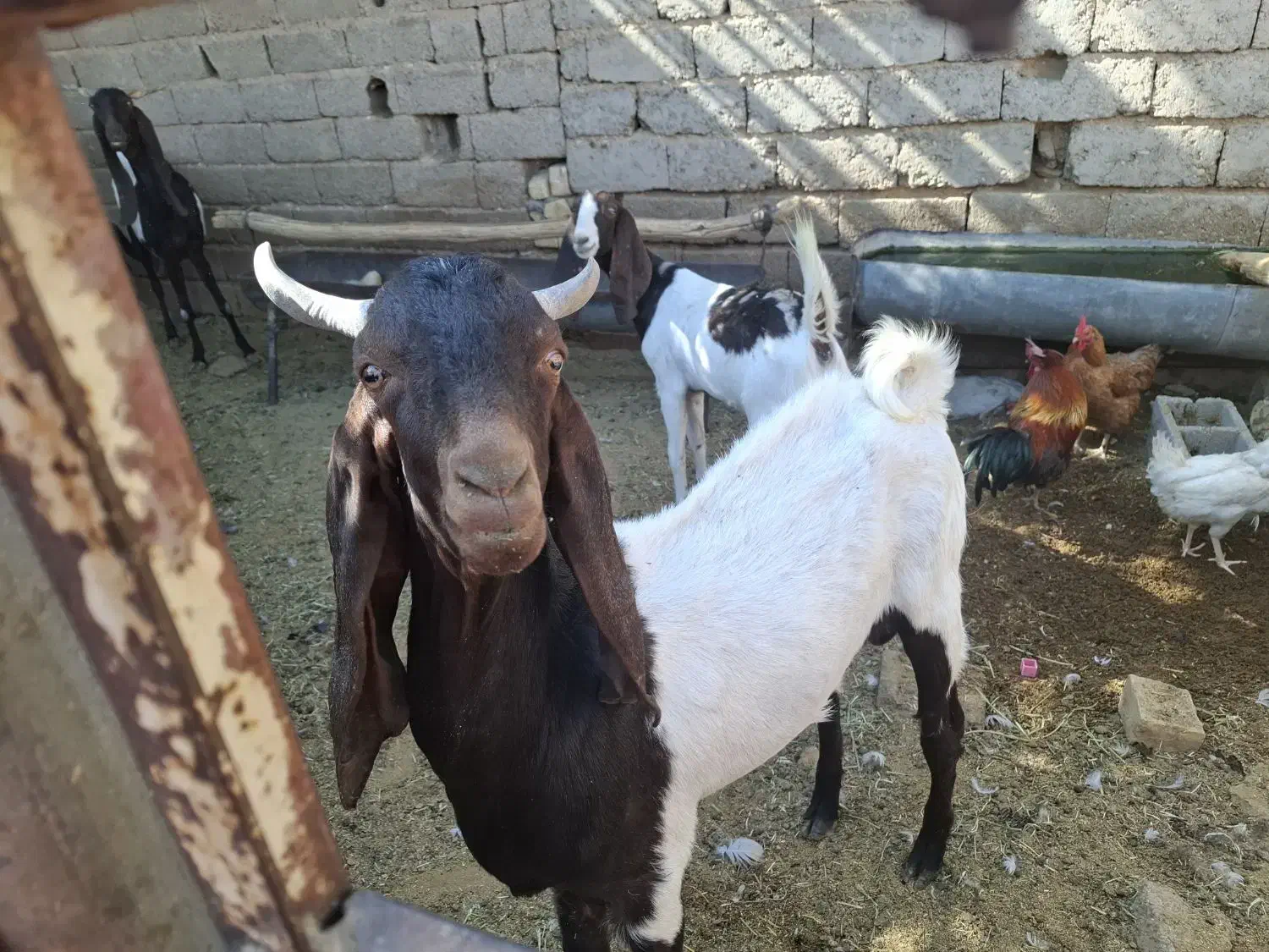 فروش سه راس بز نر پاکستانی|حیوانات مزرعه|طسوج, |دیوار