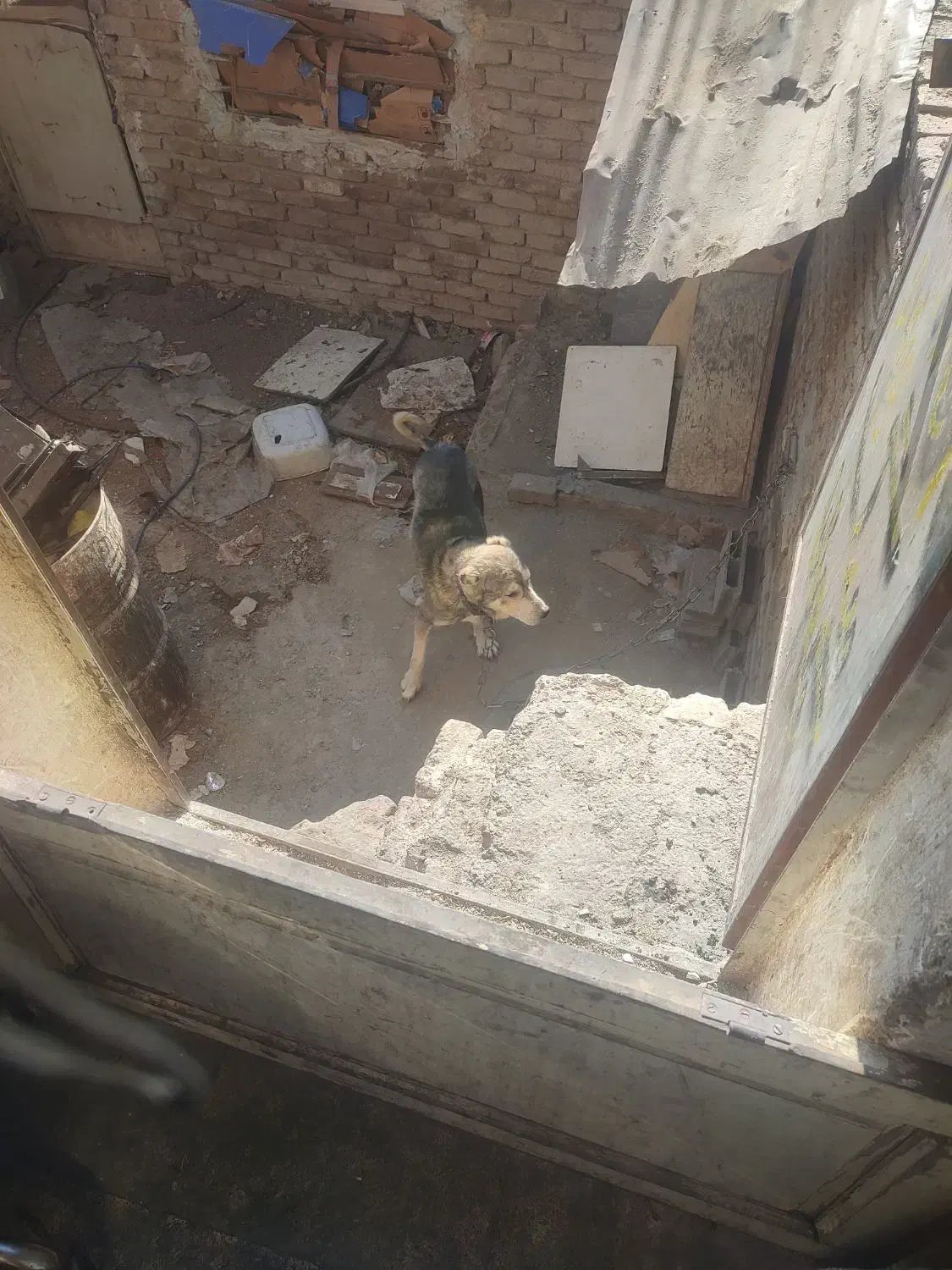 سگ کله ای ونکهبان افغان معاوضه درخدمتیم|سگ|بومهن, |دیوار