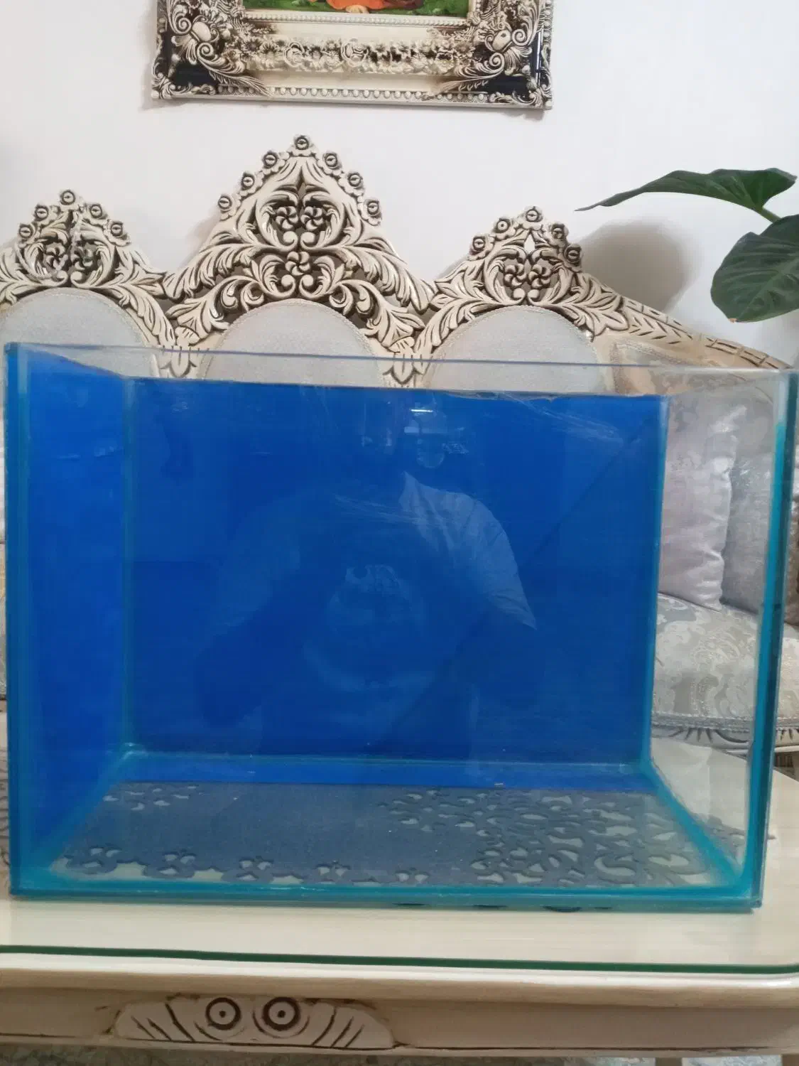 اکواریوم|ماهی|تهران, مسعودیه|دیوار