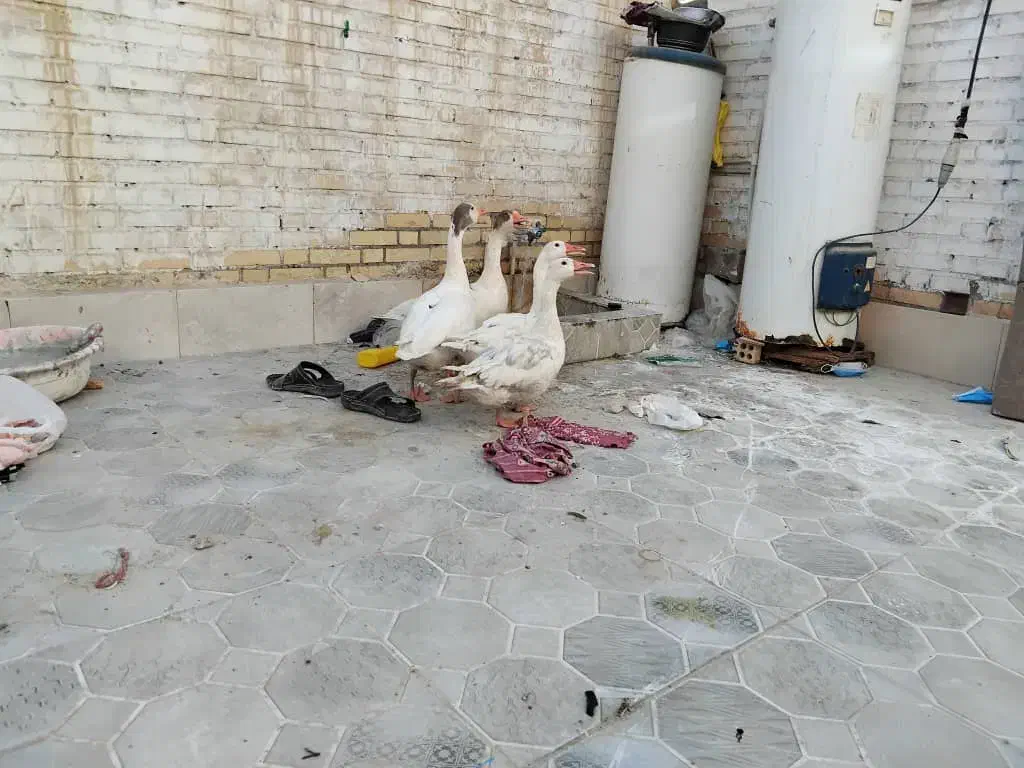 غاز خانگی|حیوانات مزرعه|آبادان, |دیوار