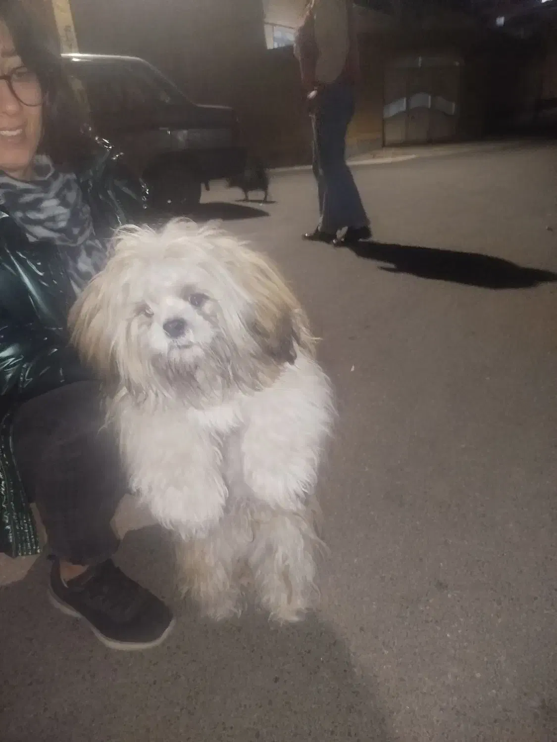 سگ شیتزو|سگ|سهند, |دیوار