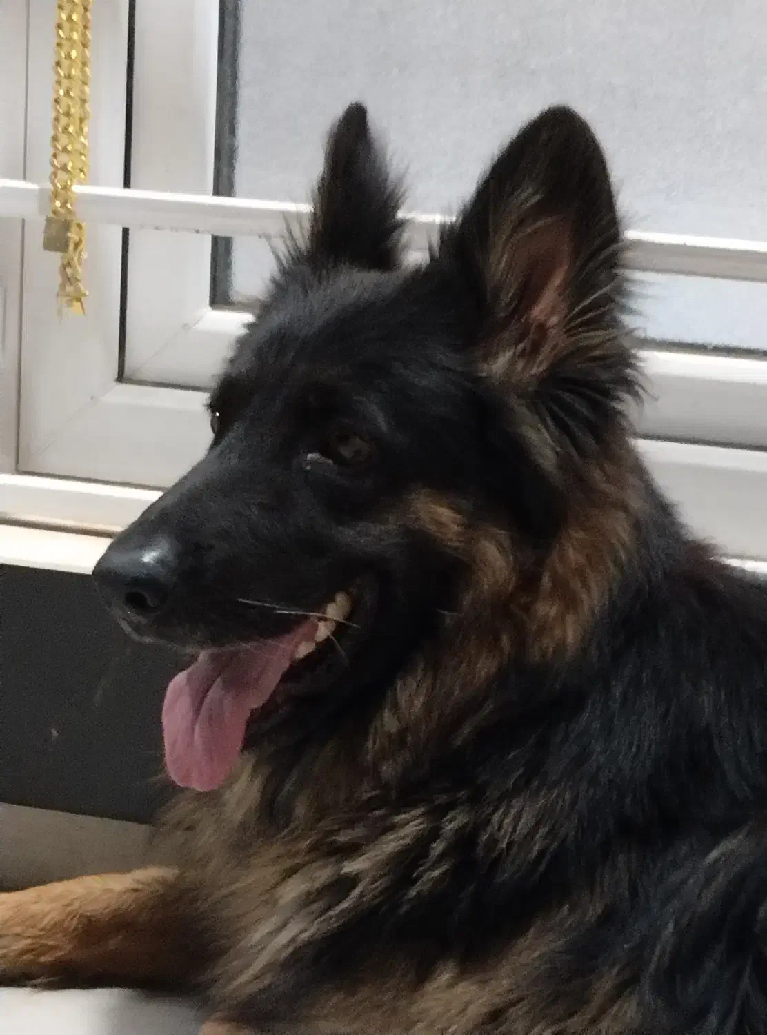 گمشده|حیوانات|بهبهان, |دیوار