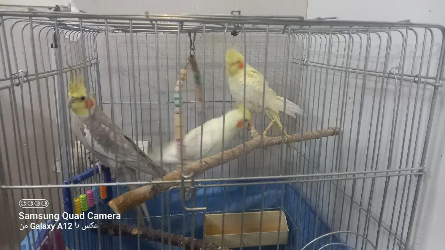 ۳عددعروس هلندی|پرنده|همدان, |دیوار