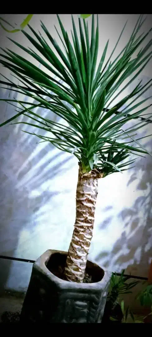 گلهای آپارتمانی بنسای، تراریوم، سانسوریا|گل و گیاه طبیعی|شیراز, هفت تنان|دیوار