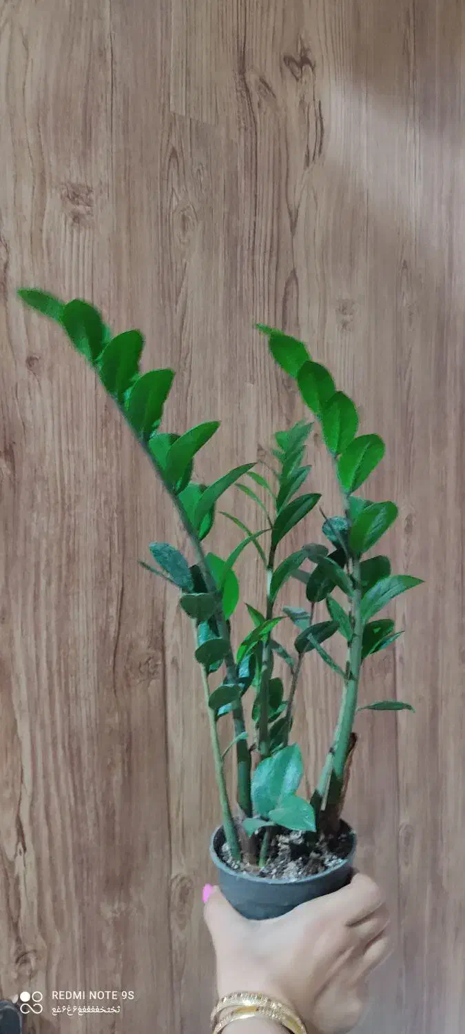 فروش گلهای طبیعی باقیمت خیلی خوب|گل و گیاه طبیعی|ساری, |دیوار