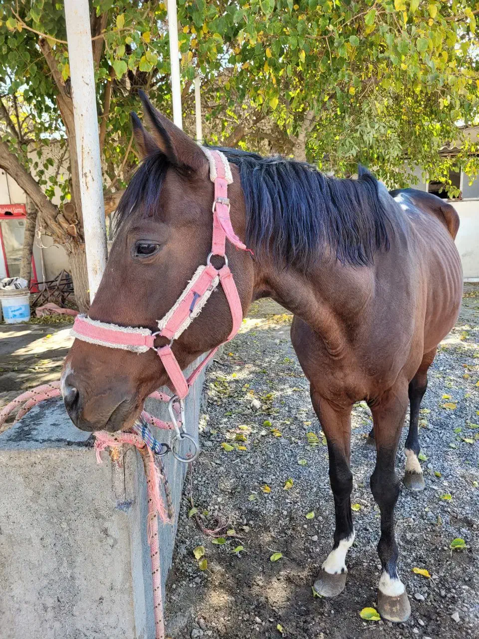 فروش اسب ایرانی|اسب و تجهیزات اسبسواری|مشهد, کوثر|دیوار