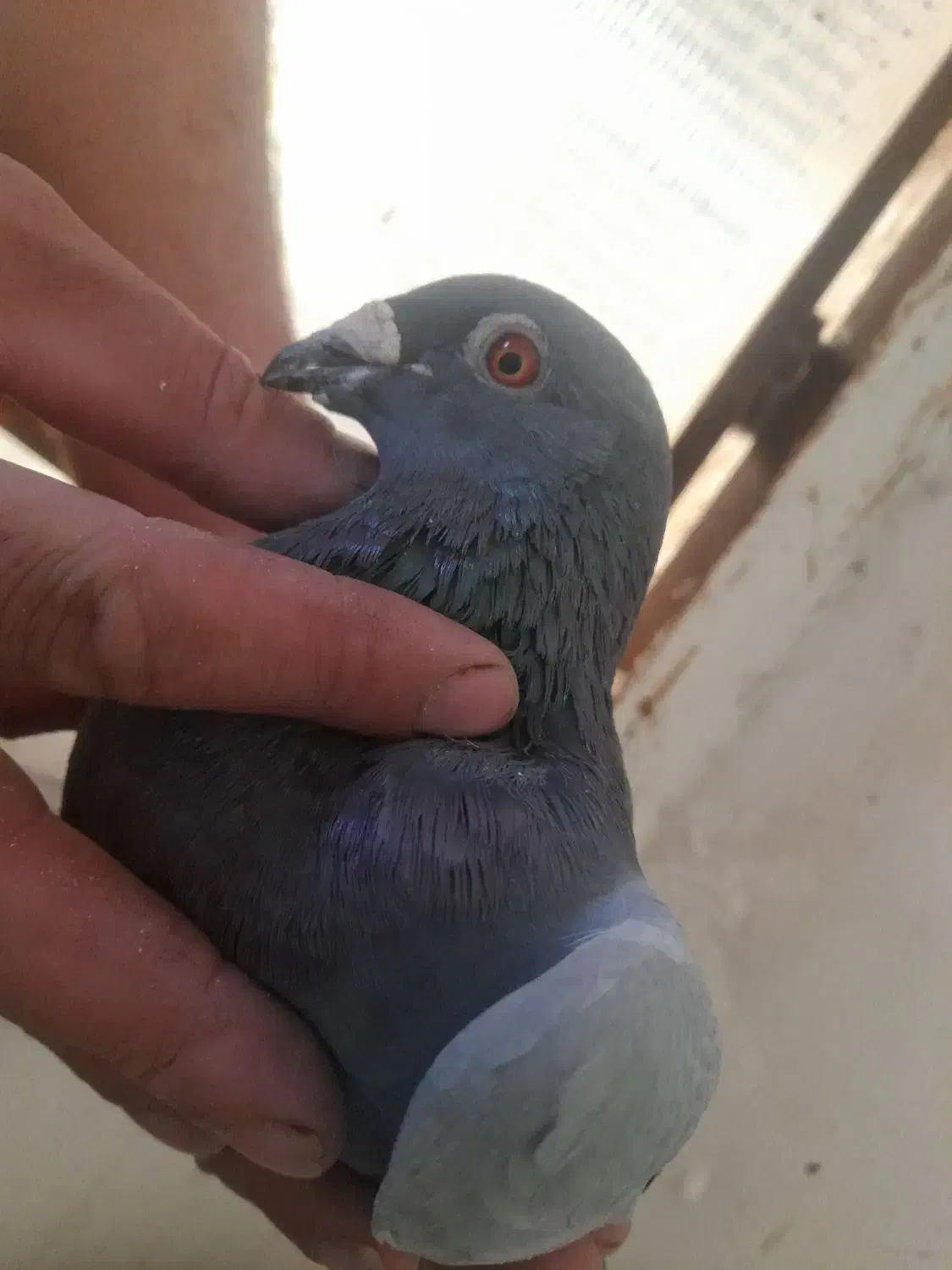 کفتر شهرستانی|پرنده|ری, حمزهآباد|دیوار