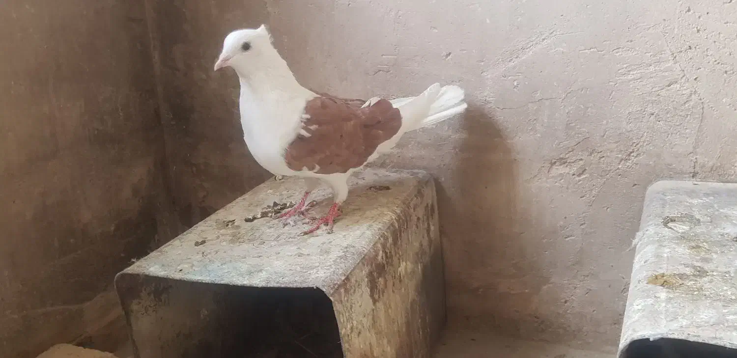 کبوتر دوکت سرخ|پرنده|لنجان, |دیوار