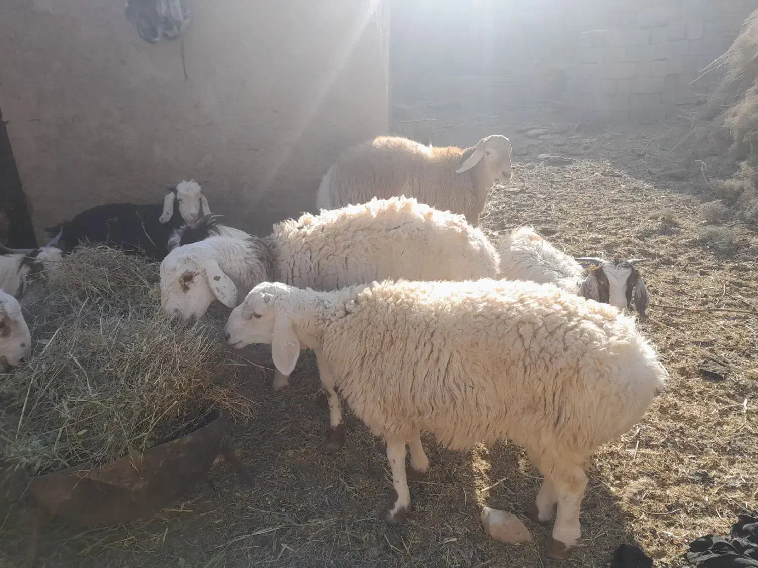 چهار راس بره نر فروشی|حیوانات مزرعه|بیرجند, |دیوار