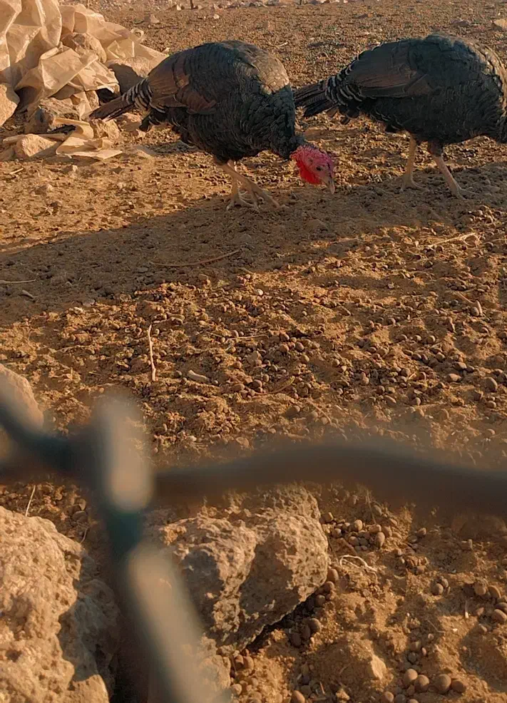 بوقلمون|حیوانات مزرعه|خاش, |دیوار