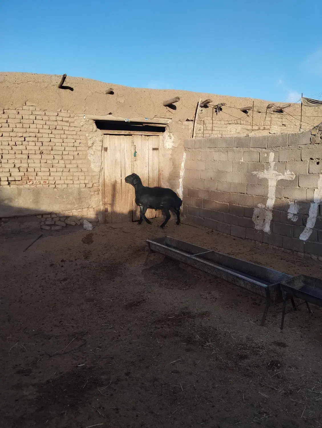 یک راس قوچ و یک بره قوچ درجه یک|حیوانات مزرعه|سبزوار, شرق کال میانی|دیوار