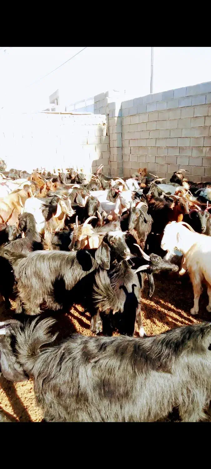 بز آبستن|حیوانات مزرعه|شیراز, حسن آباد|دیوار