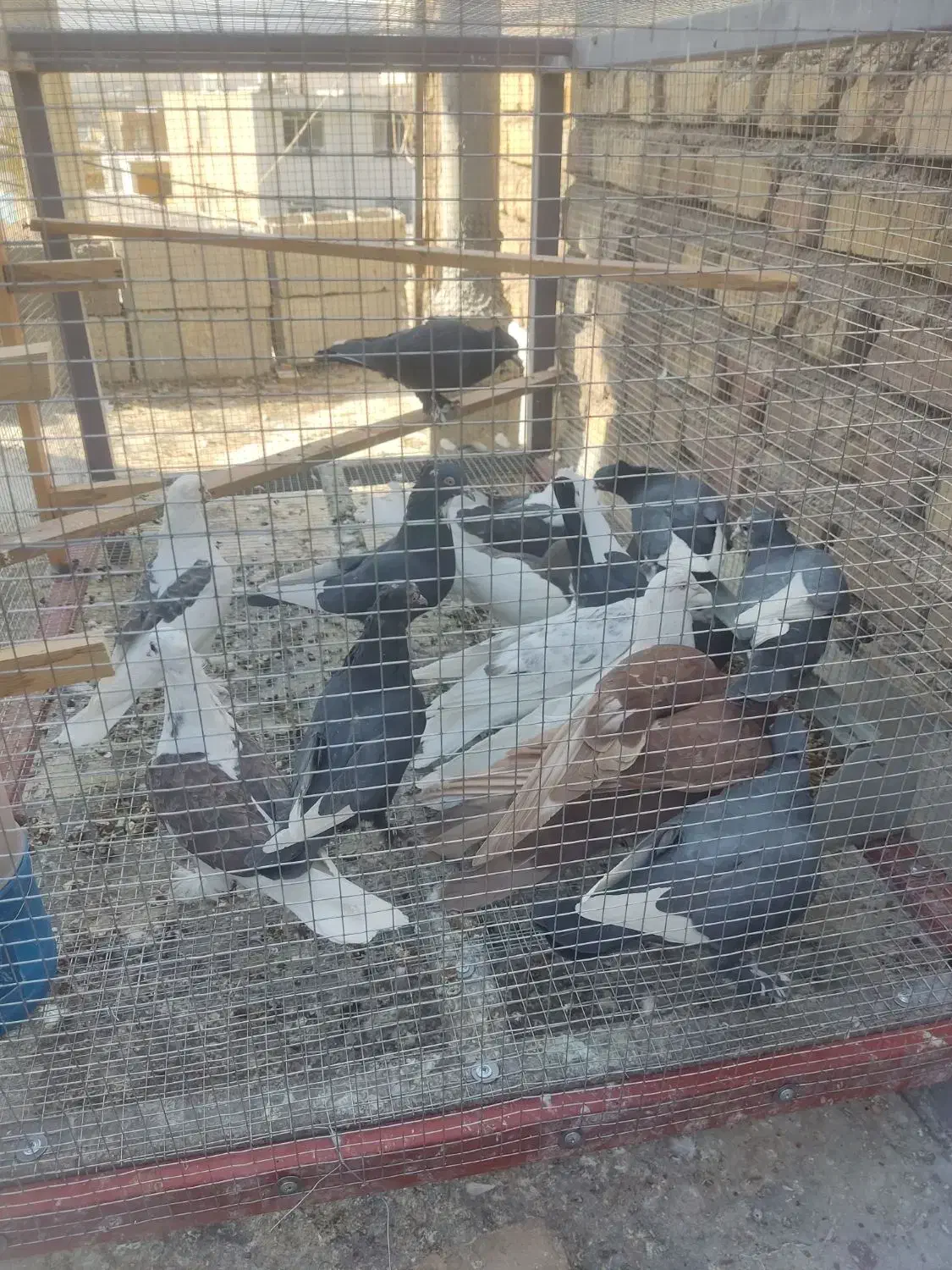 کبوتر،کفتر|پرنده|ارژن, |دیوار