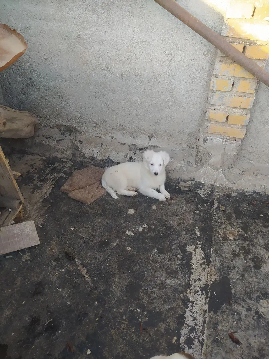 پاکوتاه|سگ|گنبد کاووس, |دیوار