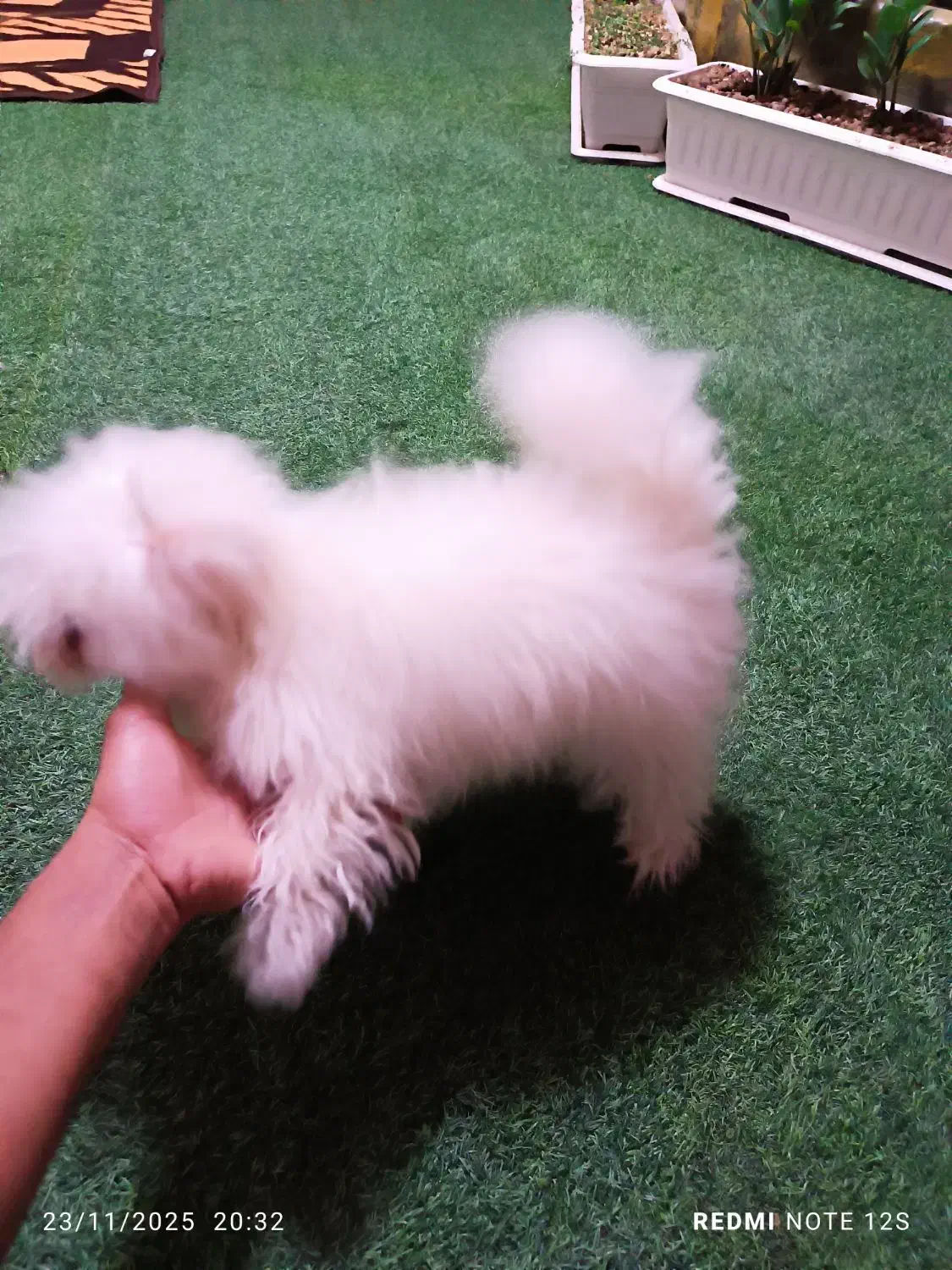 سگ پامر خرسی و پامر روباهی|سگ|فردوسیه, |دیوار