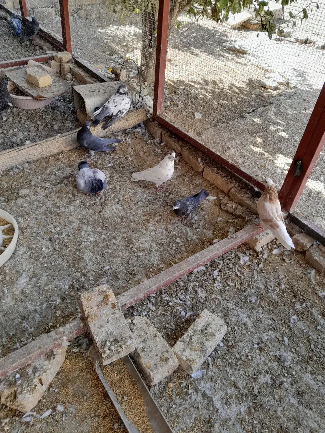 کبوتر پرشی|پرنده|زیباشهر, |دیوار