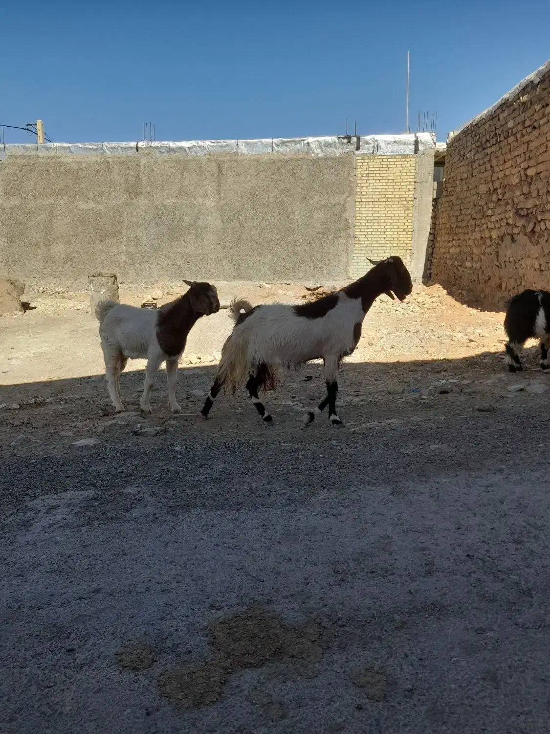 فروشی|حیوانات مزرعه|ایلام, |دیوار