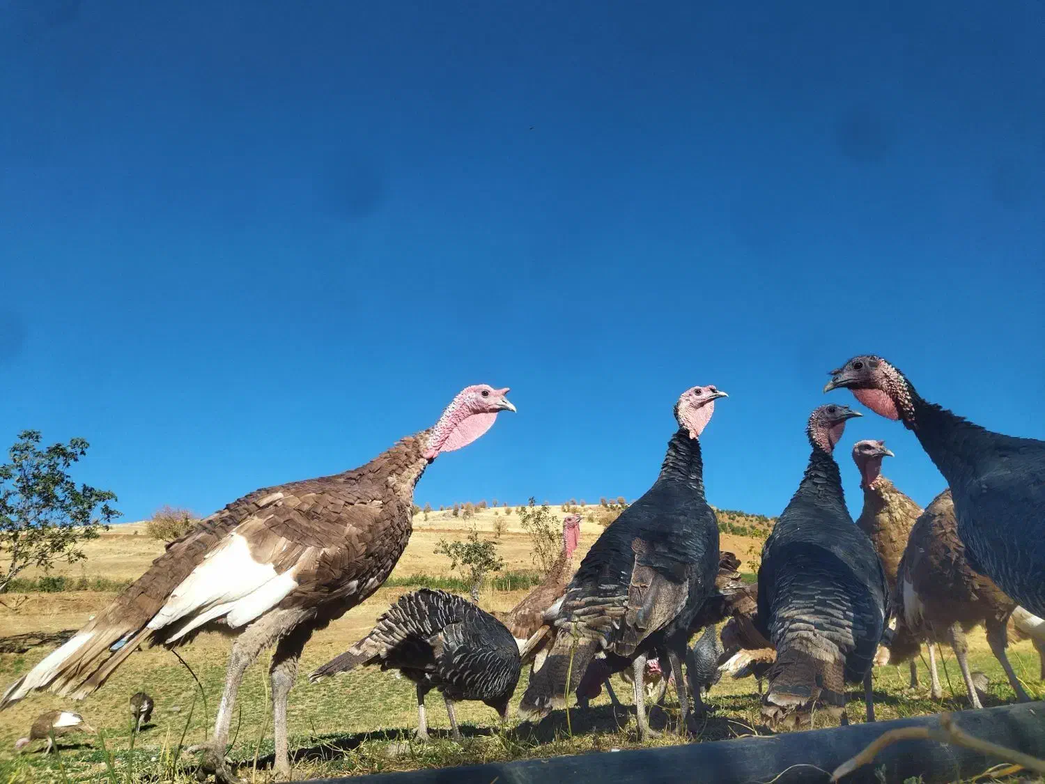 بوقلمون کوردی|حیوانات مزرعه|بانه, |دیوار