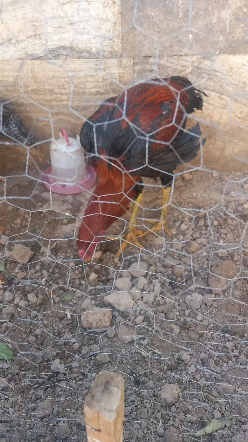 خرروس لاری ۸ ماهه جوان و اصیل|حیوانات مزرعه|شیراز, قلعه نو|دیوار