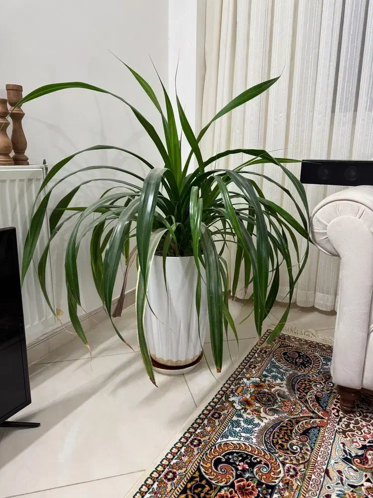 گیاه سالم|گل و گیاه طبیعی|قائن, |دیوار