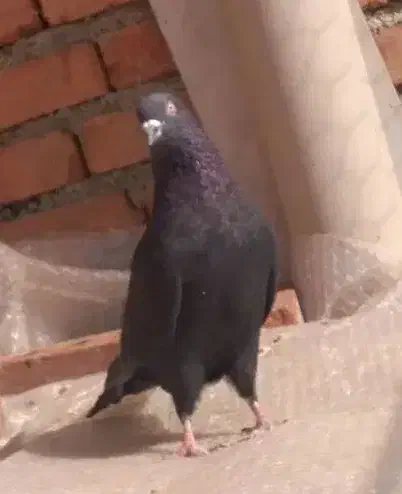 کبوتر نر|پرنده|نقده, |دیوار