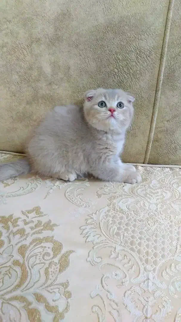 مجموعه اصلی گربه های کیوت ( ایران کتز)|گربه|اهواز, کیانپارس |دیوار