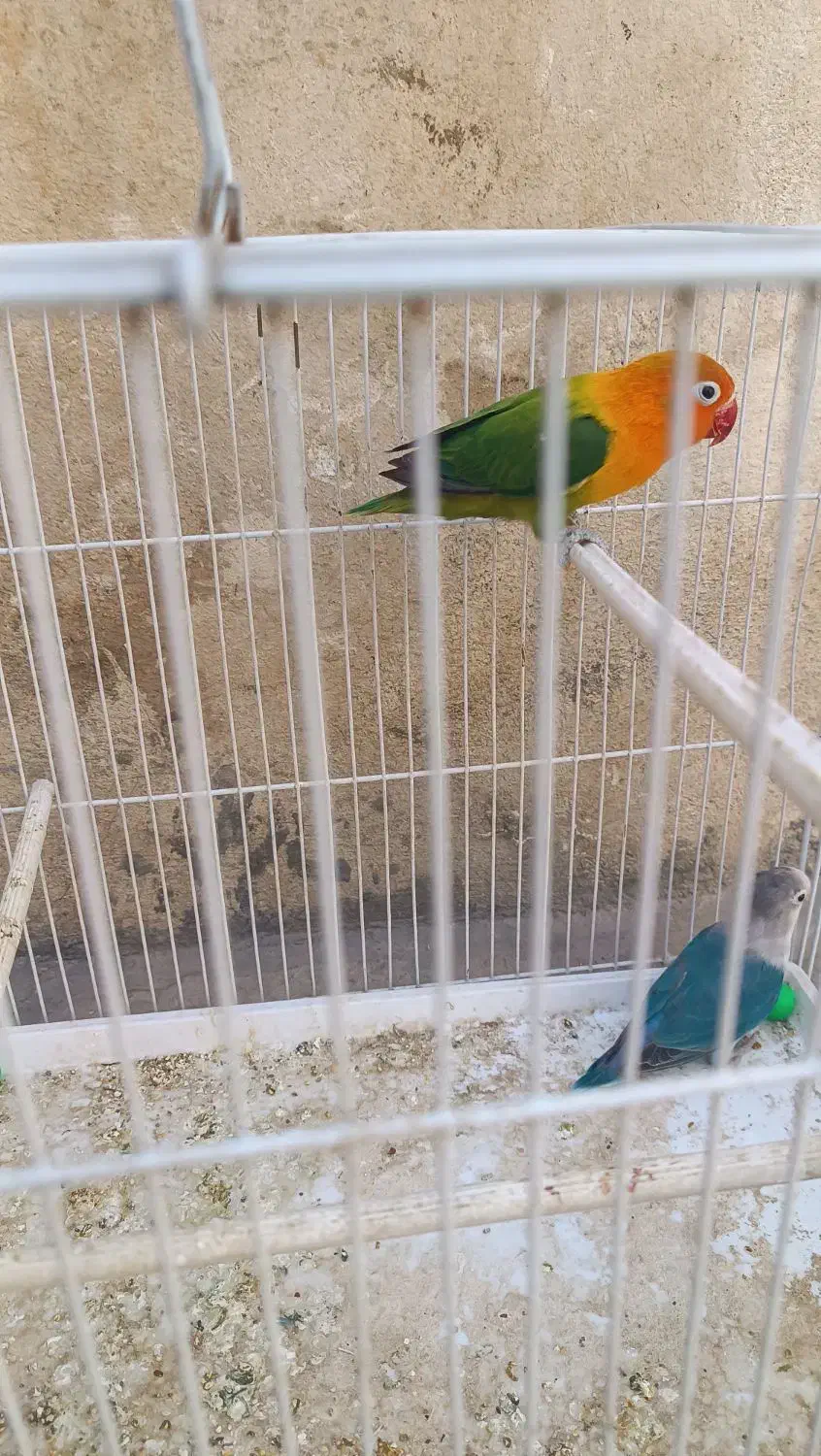 طوطی برزیلی خوش رنگ|پرنده|پاکدشت, پاکدشت (مامازند)|دیوار