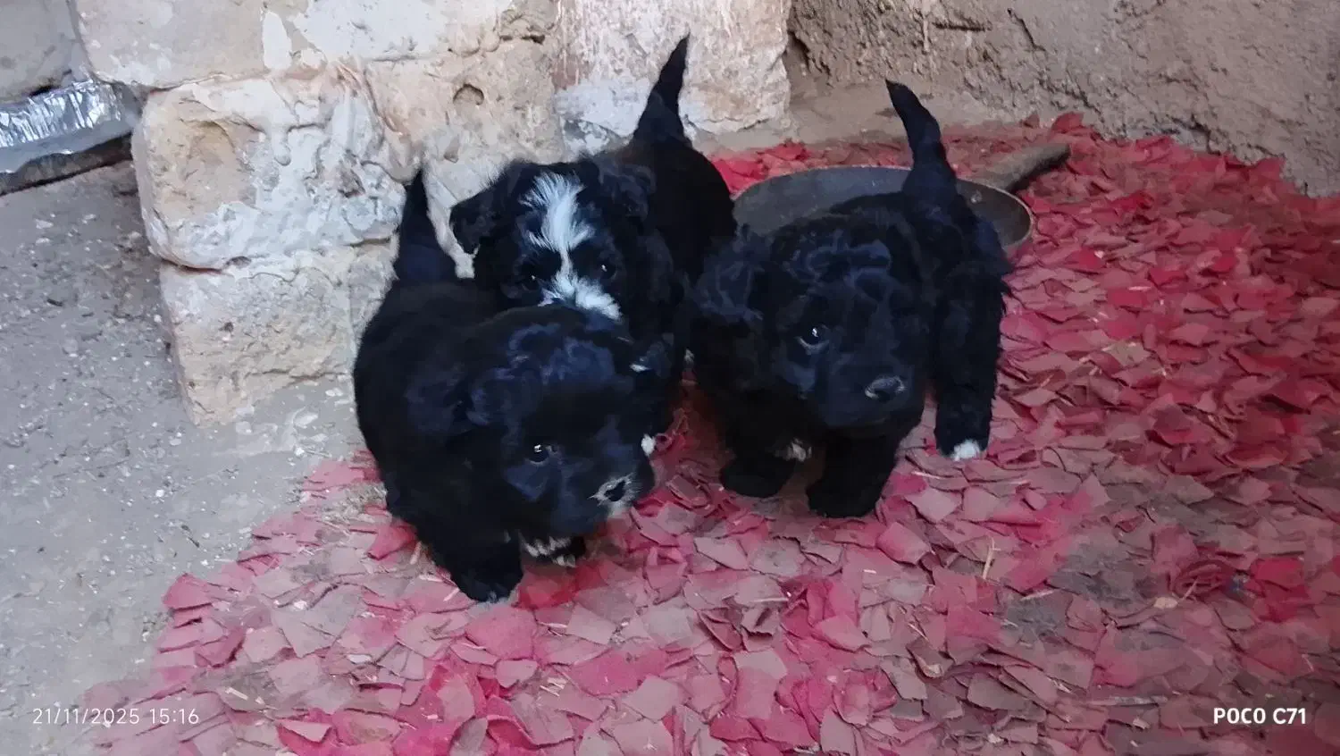 نژادشیتزو تریر|سگ|قزوین, |دیوار