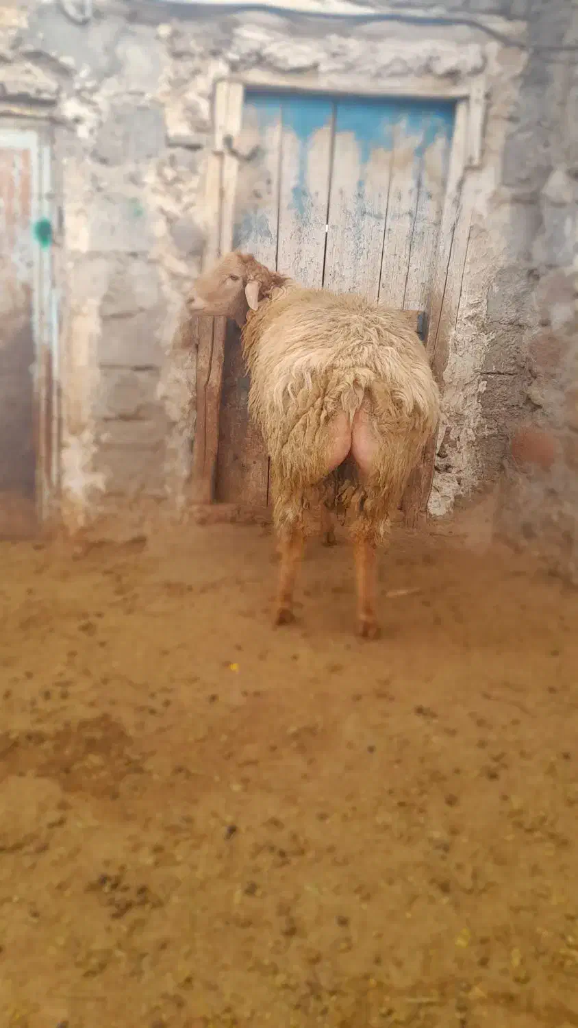 بره قوچ دامازدخ|حیوانات مزرعه|مشگین شهر, |دیوار