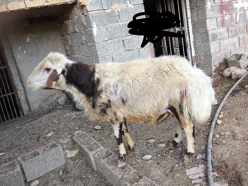 قوچ|حیوانات مزرعه|کاکاوند, |دیوار